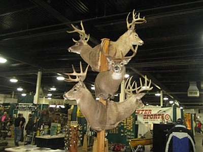Deer Display